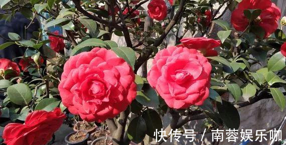 对花有一种特殊的情怀,能养几十年的花,养1盆当传家宝!