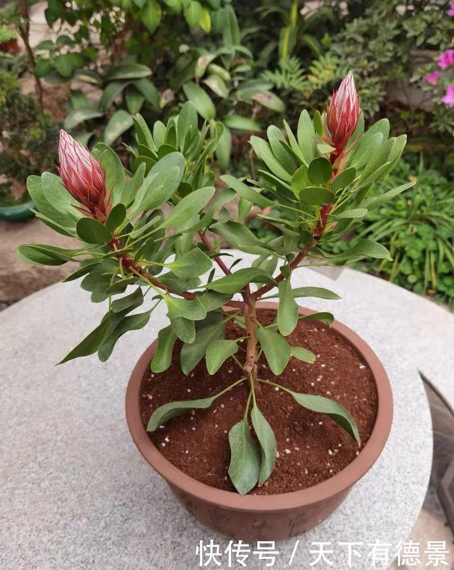 最气派的“霸王花”,家里养一盆,华丽又大气,富贵又吉祥
