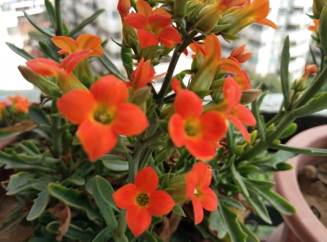 想养好长寿花很简单,知道这些方法,可以使长寿花花期长开花旺!