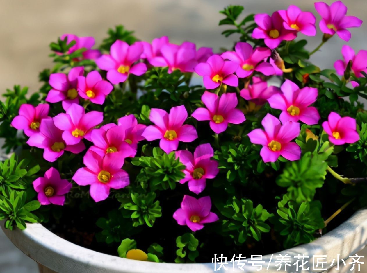 叶片|养花光照要求不同，可以分为“5种”类型，根据植物不同合理摆放