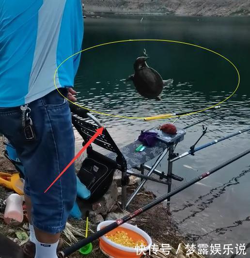 水库河|湖北一水库河鳖“成灾”,有人1小时连钓4只,老大爷:无害化处理