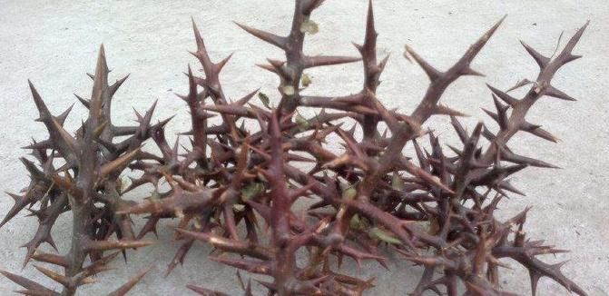  植物|老中医：一种植物在农村随处可见，殊不知用来治病有奇效，了解下