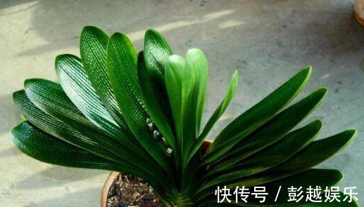 君子兰用“它”养,10年不施肥,新芽呼呼窜,开完一次又一次!