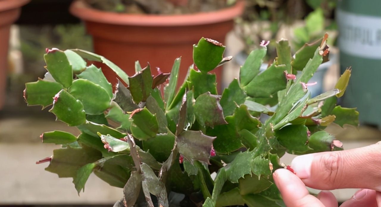 冬末养蟹爪兰,“三位置”灌点水,新芽咕噜冒,一次绽放上万朵