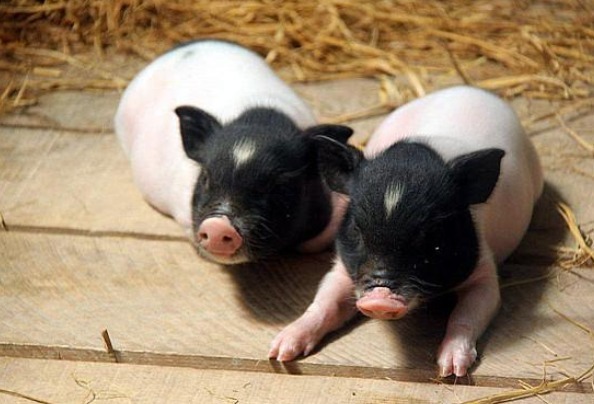 猪年|生肖猪出生时间与命运的关系，出生在这几天的人，是天生的上等命