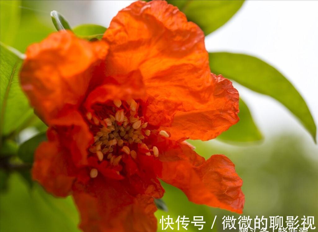 7种“旺宅树”，家有空地建议种一棵，能吃好看，旺财添福寓意好