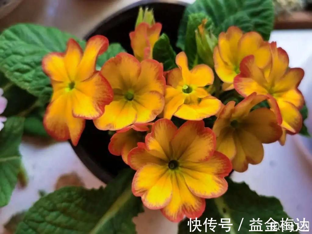 水仙花|6种花是一次性，开完可以扔了，别再浪费时间