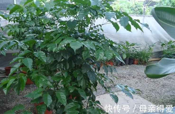 新手养花，改掉5个坏习惯，根系壮，枝叶茂，不然养1盆死1盆