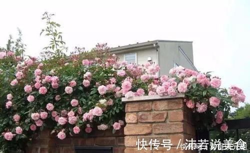 郁金香|7个绝美花园,个个美炸了天,等有钱了我也要建一个