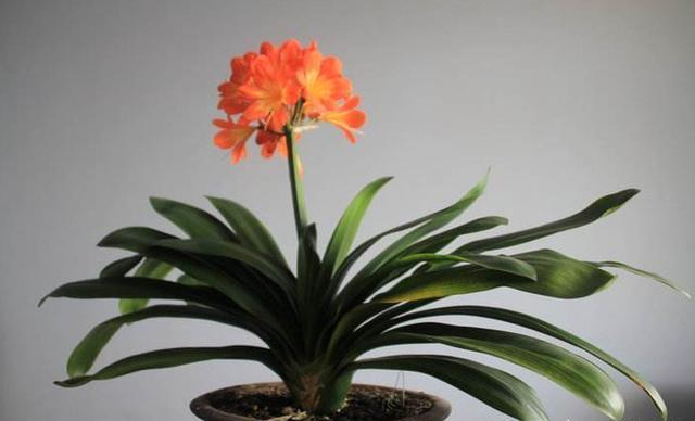 室内养君子兰,只需做好最“关键”2点,根不烂了,叶片又肥又厚