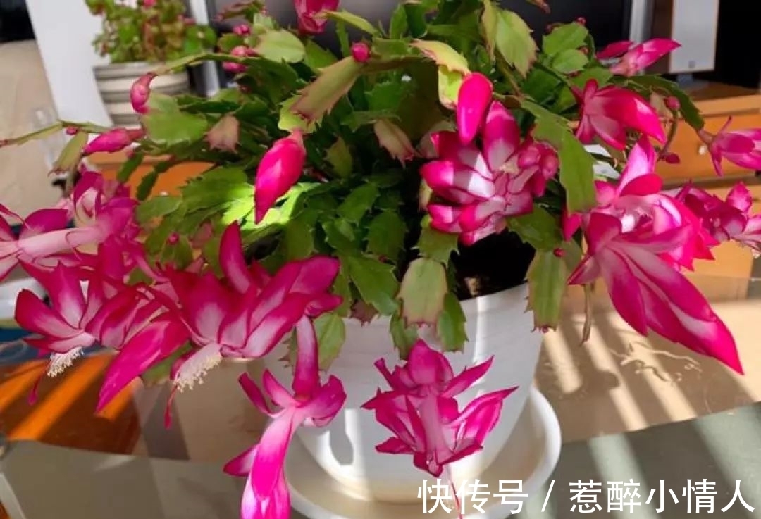 冬天修剪分“轻重”,有的花剪狠了,再也不开花