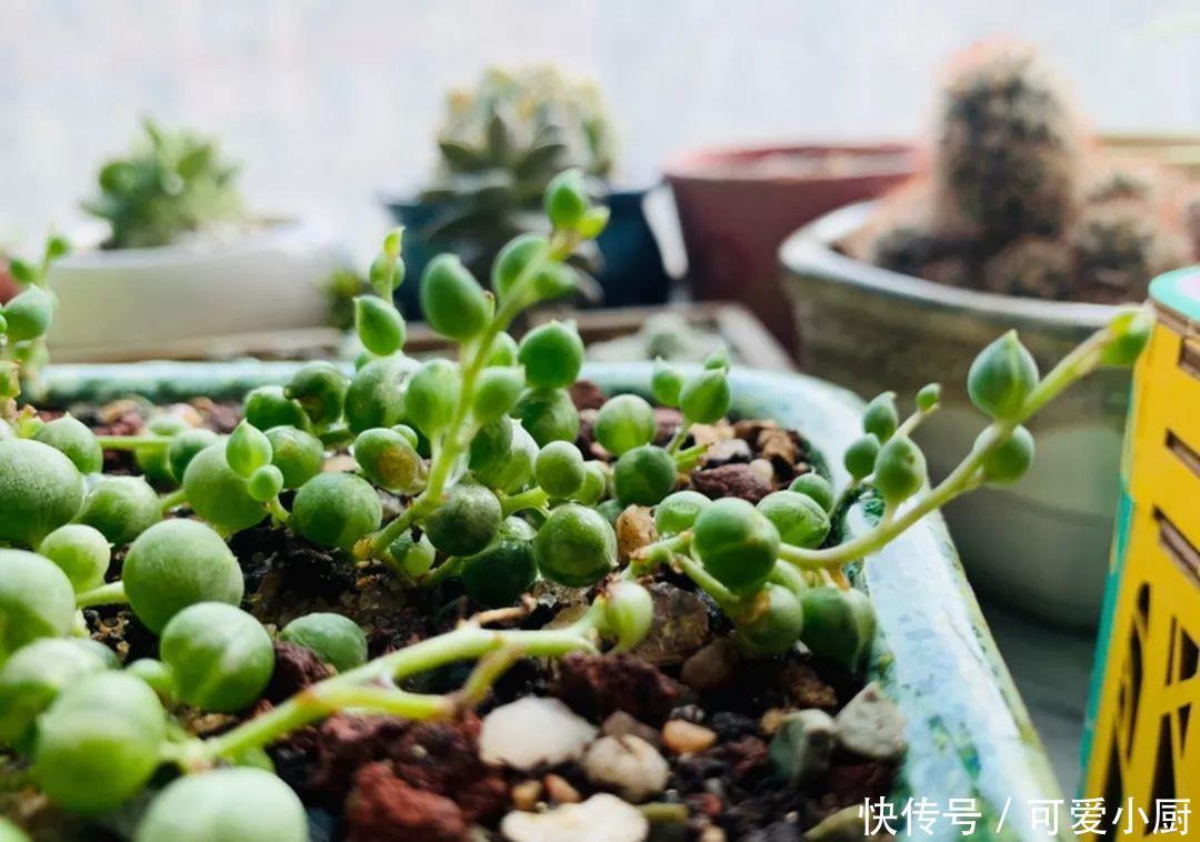 多肉盆栽植物:多肉品种太多了,简单分成6大类,看完再也养不死