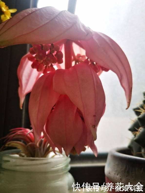 高山杜鹃|4种花贵气十足，养在家里有格调，等我有钱了一定要买