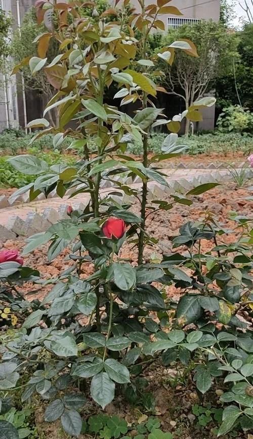 月季花老枝花朵已经开败,笋芽还全是花苞,该如何修剪?