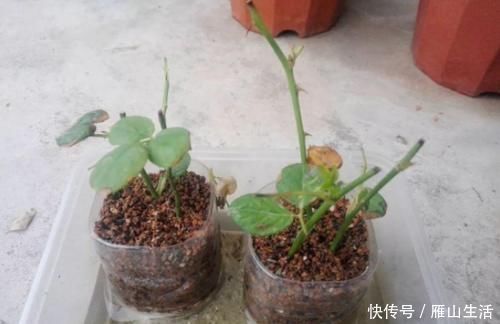 花肥|怎么调节、疏松土壤？巧用这2样，植物长势可轻松得到改善