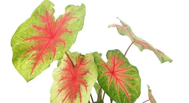 7种花喜欢水，不怕浇死了，浇得越多叶子嗖嗖长，花更漂亮