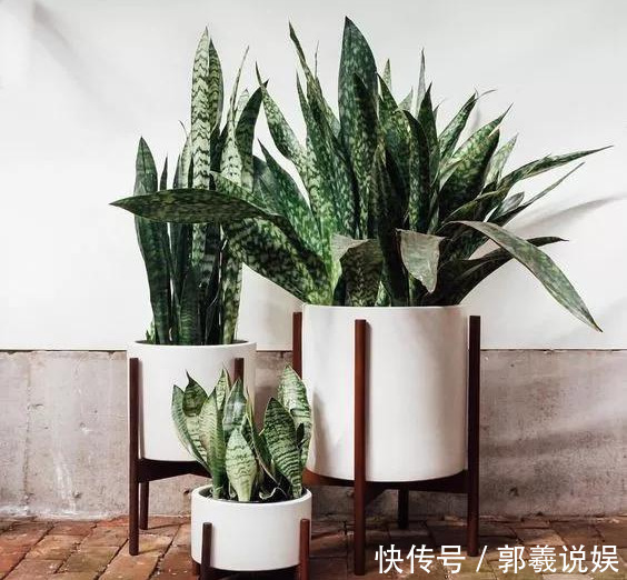 金枝玉叶|适合客厅养的5种“耐旱花”,30天不浇水也能爆盆,漂亮大气