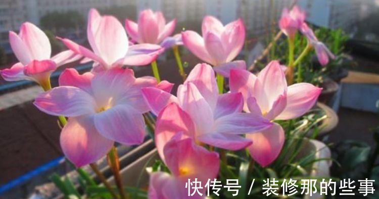 植株|从8月17日开始,家养此款花卉,花香四溢香满屋,庭院变花海