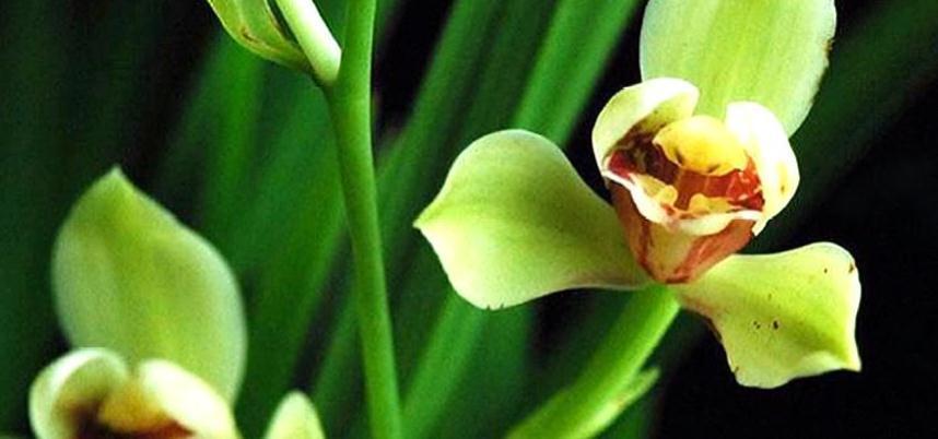 春到了建兰要想美,管理有技巧,大家来看看吧