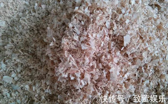 养兰花总是烂根黄叶盆底垫上常见生活垃圾，不烂根新芽冒不停