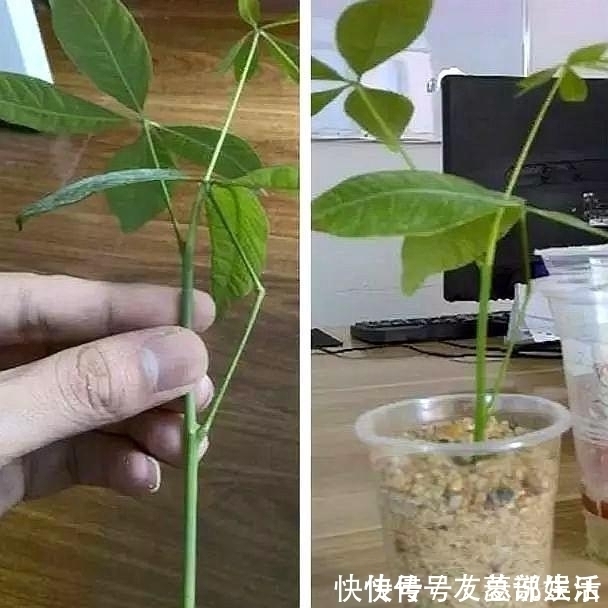 生根|这5棵“树”太贵了,偷偷摘一截枝条就养活了,不用花钱买啦!