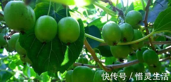 软枣子|中年人推荐多吃3种食物,美容养颜、防止变老,早吃早受益!