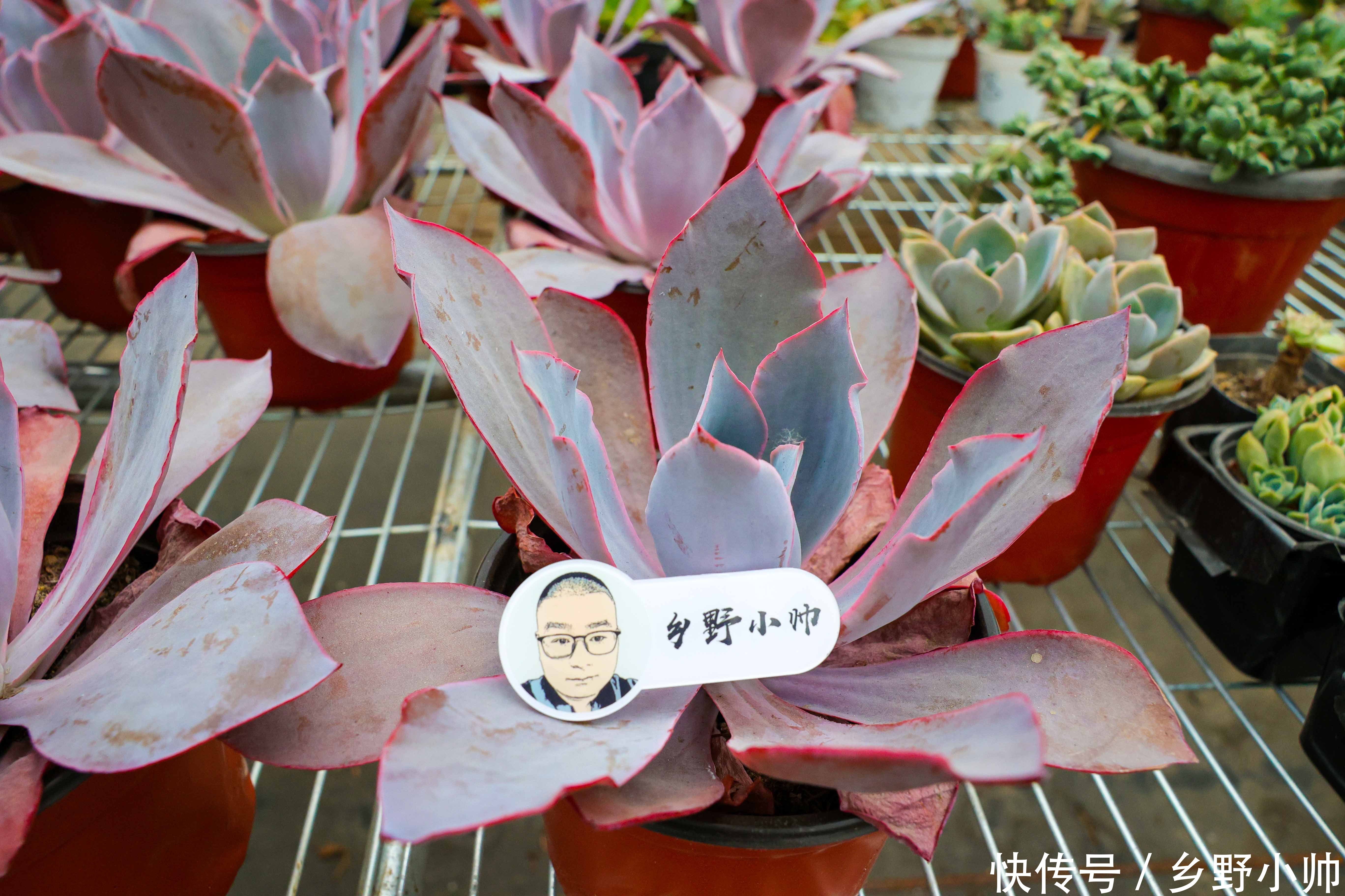 小帅|晚霞和晚霞之舞, 两种多肉有这样养护, 状态美美哒