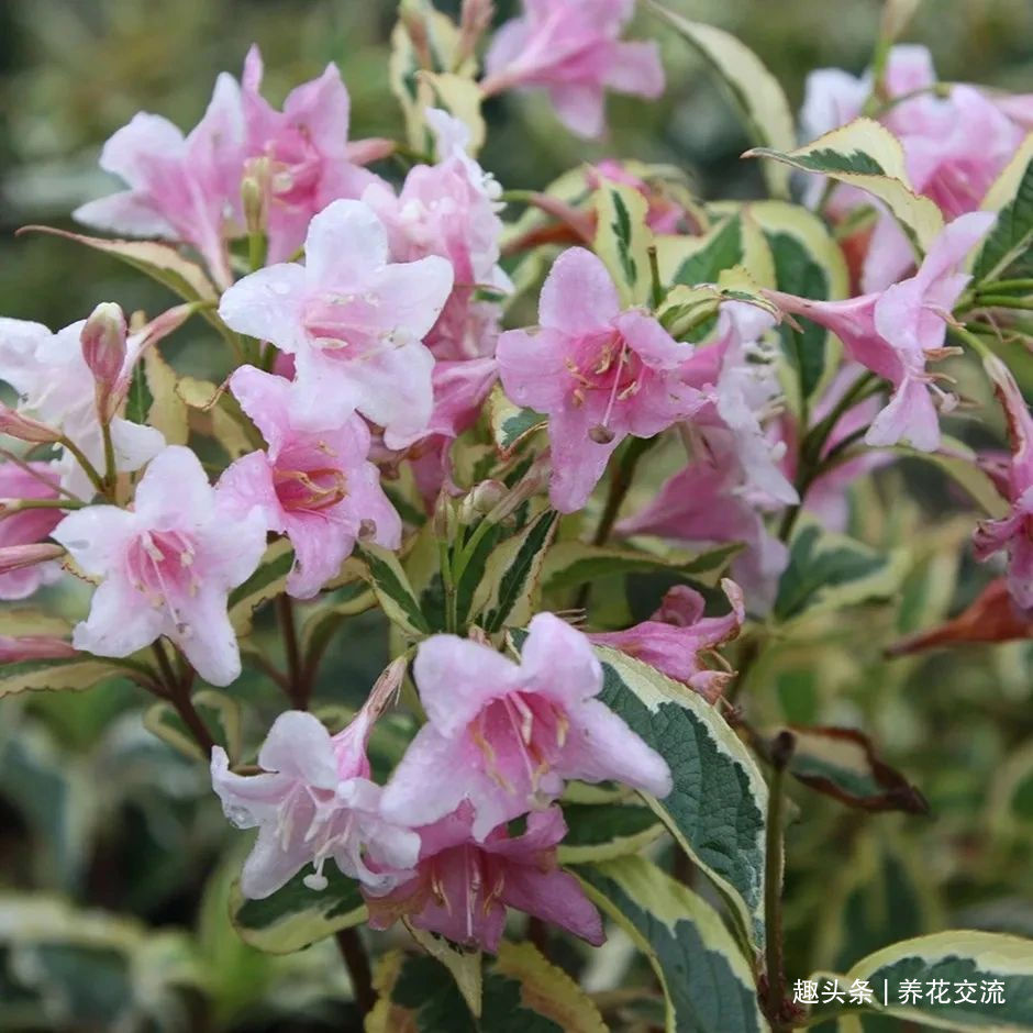 耐寒|13种耐寒的盆栽花卉，零下20多度可存活，大部分南方也能种