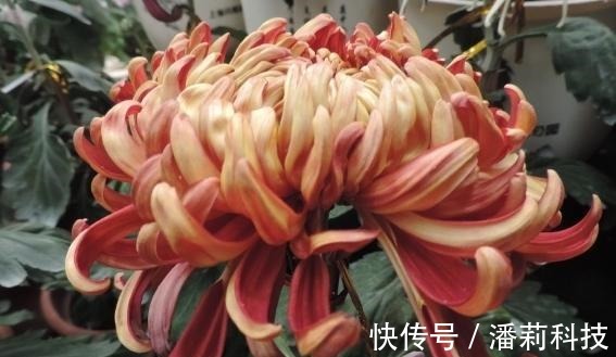 菩萨|喜欢菊花,就养盆“国华系列”国华雨露,似菩萨宝座,高贵典雅