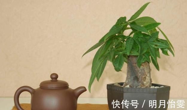 这3种“聚福树”,树干“粗壮”、枝叶旺盛,客厅“适合”养1盆