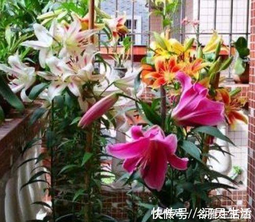 家养3种旺运花，吉祥又喜庆，比牡丹美，比绿萝好养