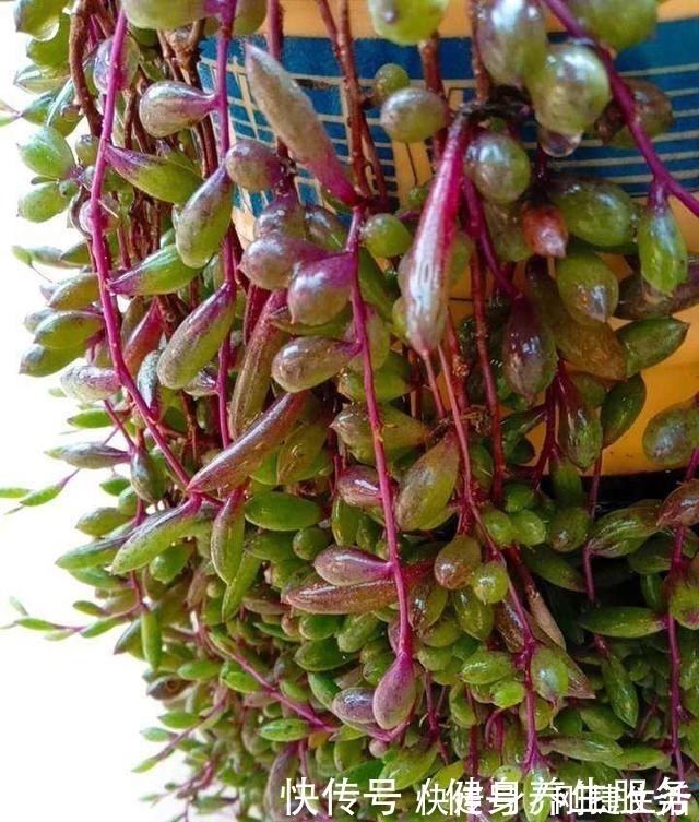 养护|4种花太好养，沾土就能活，新手也能养爆盆！