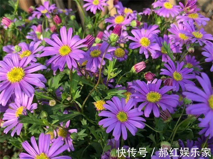 施肥|10个养花的坏习惯,赶紧改,不然真是浪费钱!