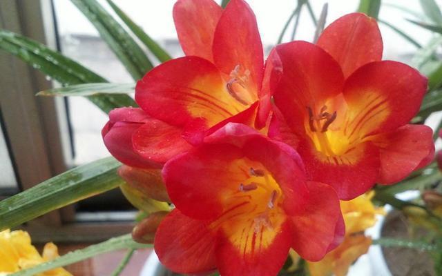 沙漠玫瑰|几种最漂亮的花，不输牡丹月季，花香四溢，四季开花