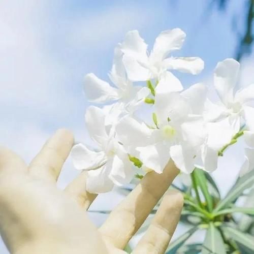 限量版 日常限量版的精选句子,简短洋气,让人一见倾心!