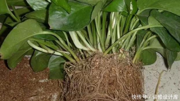 4种花,最容易被扔掉,看到别错过了,捡回家换个盆,省钱啦