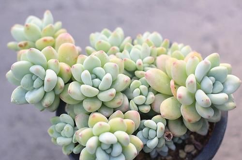 养多肉劳尔，做好3件事，香味浓郁长爆盆，变成香香大果冻