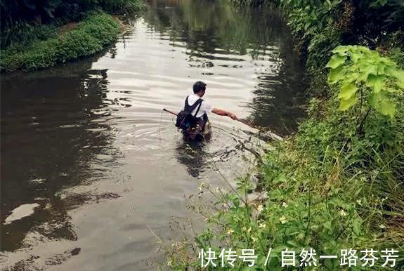 黑鱼泛滥成灾成群黑鱼聚集河湾产卵电鱼人不如我来来试试
