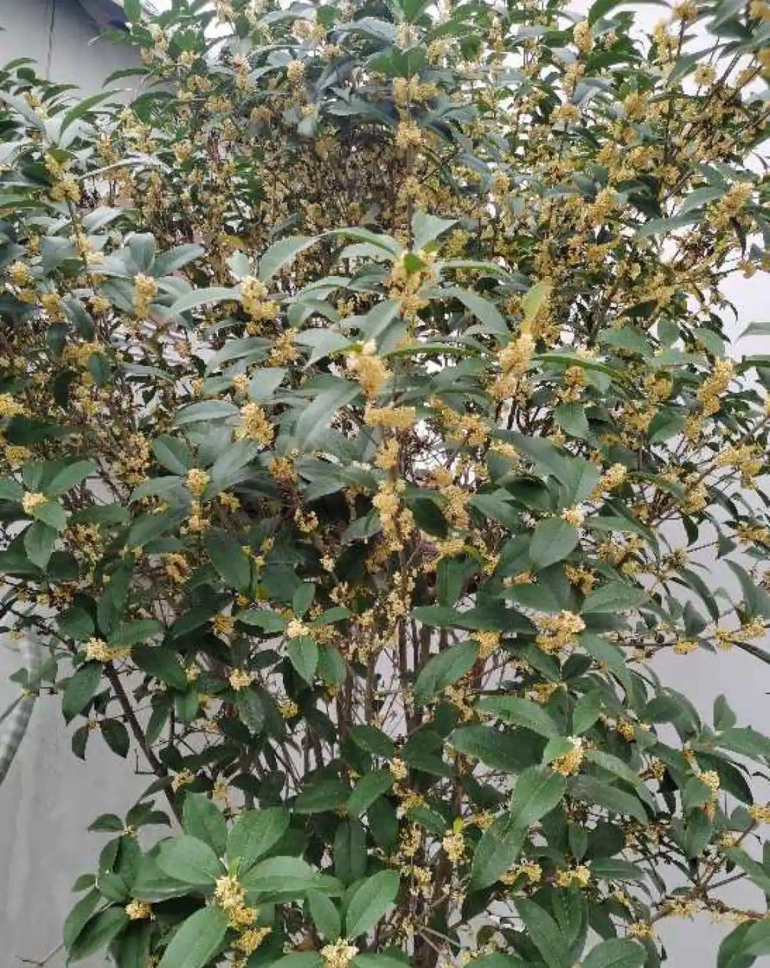 10种花,现在抓紧剪,更抗冻、好过冬!