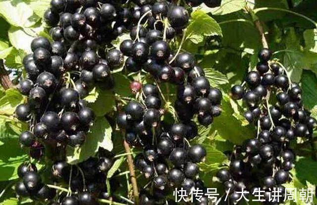 零食|女性晚上当零食吃一把，一个月下来，皱纹色斑全没了，手脚不再凉