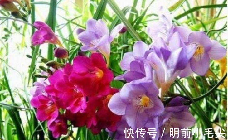 茉莉花|4种“懒人”盆栽花，浇水就疯长，开花漂亮上档次！