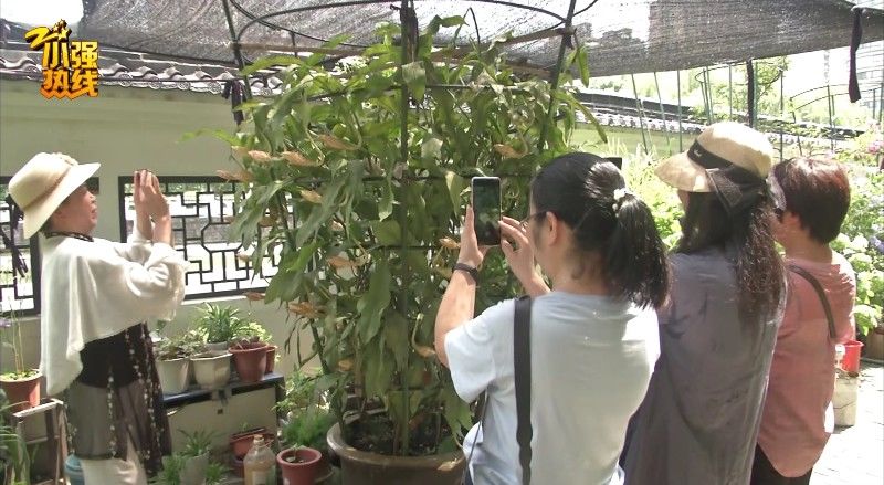 昙花|罕见！养了28年，浙江一女子家?中一夜开了上百朵昙花