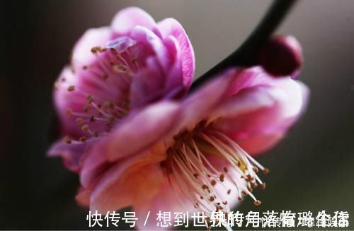 陆游@最唯美的一首词,800多年来无人能出其右,成为宋词压卷之作