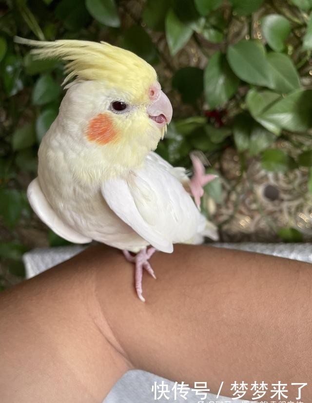 幸福|小小的幸福,多肉露养到秋天的收获