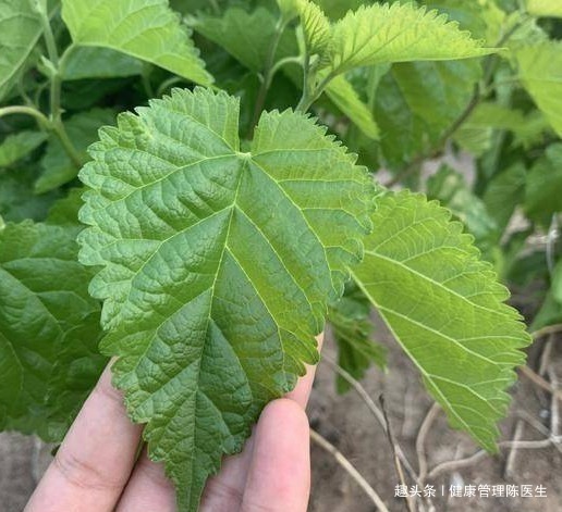 桑叶粉|白发不用急着染，一片树叶就能解决！经常使用胜过黑发剂！