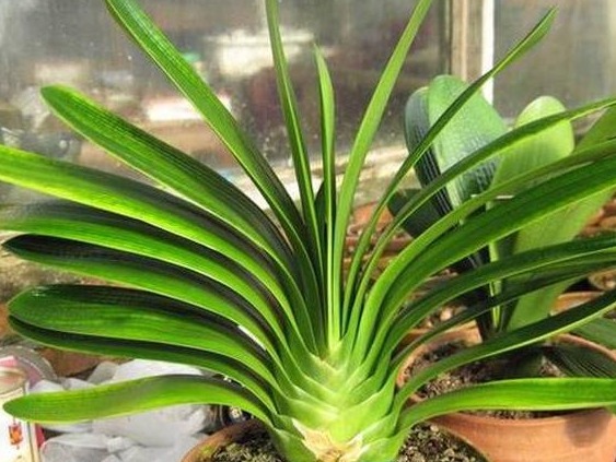 拿点“蕉渣”去养君子兰，一养就开花，1年开3次，花开三四朵！