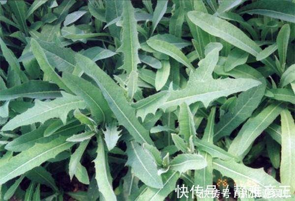 常吃|城里人特别喜欢吃的几种野菜，花钱都很难找到，农村人却常吃