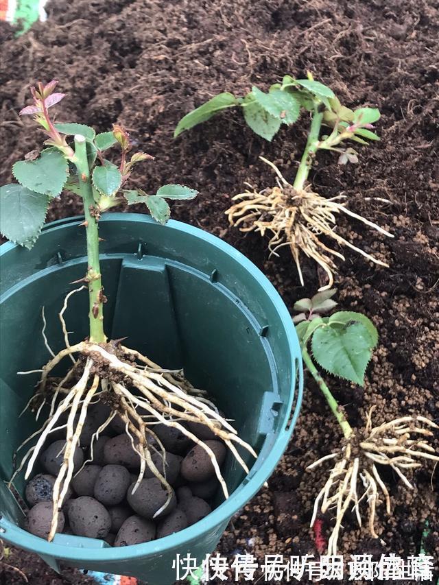 扦插月季不生根？用这捂一捂，过几天“冒白根”，变成月季大户