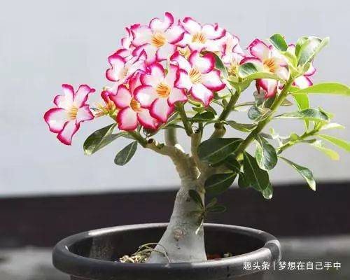 “折腾不死”的6种花，任凭你养，1月不浇都能活，就适合懒人！