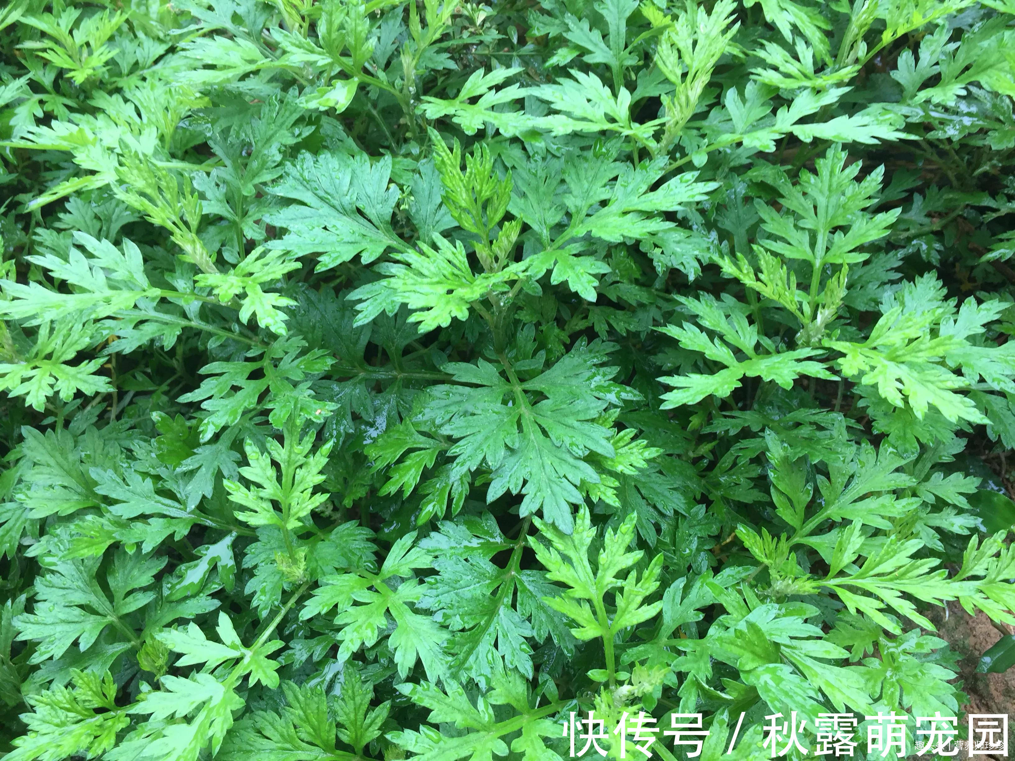 女人|路边常见的2种野草，人称“女人草”，女人常吃好处多，早知早好